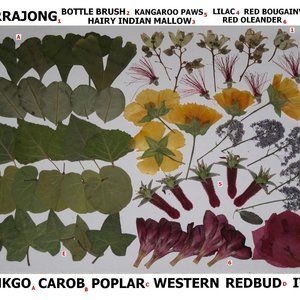 60 PCS Variety Pressed Flowers Leaves Leaf Ginkgo Mallow Lilac Ivy Oleander